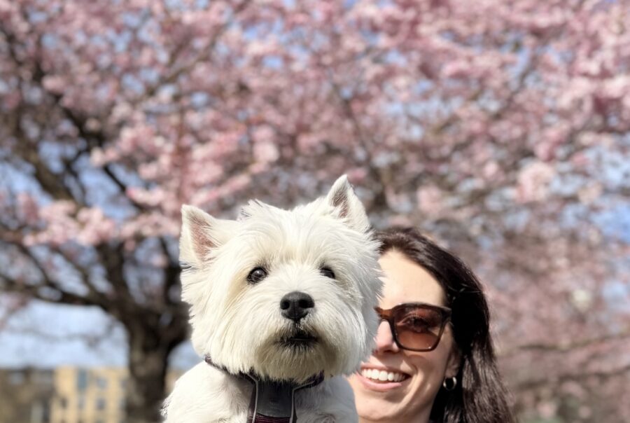 Wo,an holding the West Highland White Terrier in front of a pink cherry blossom tree in spring