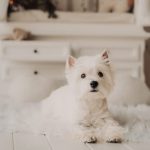 Lumi